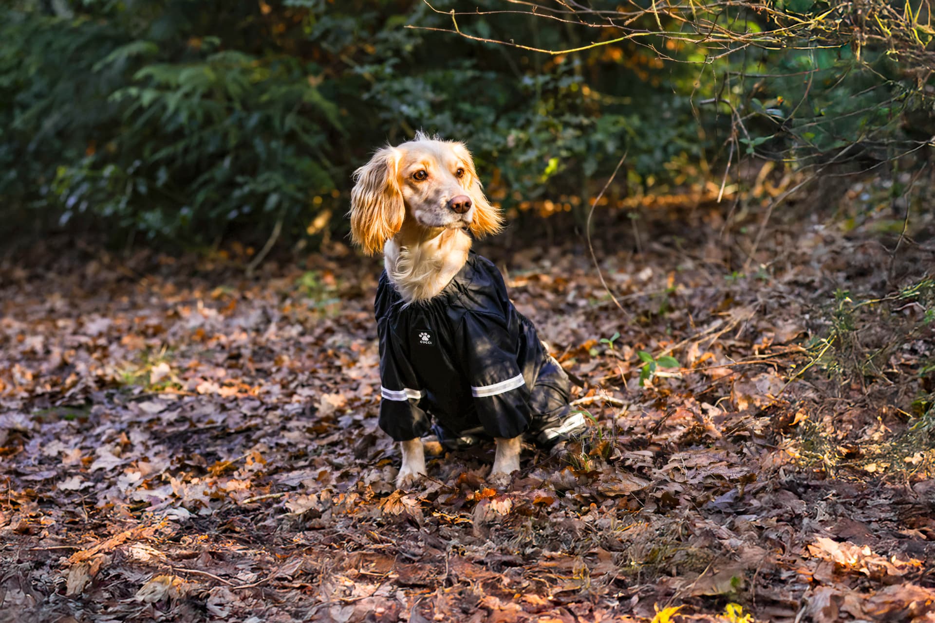 Spaniel sitting among fallen leaves in the London Mist black mud suit
